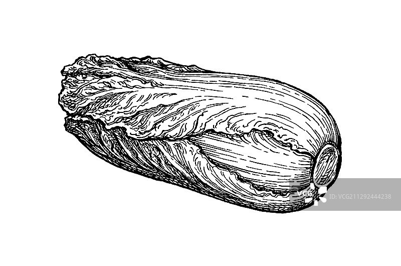 水墨速写大白菜图片素材