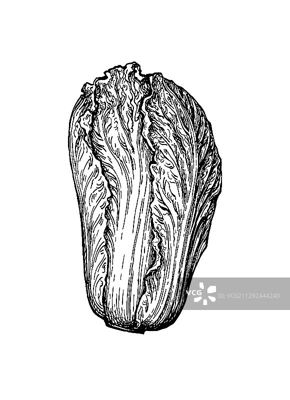 水墨速写大白菜图片素材