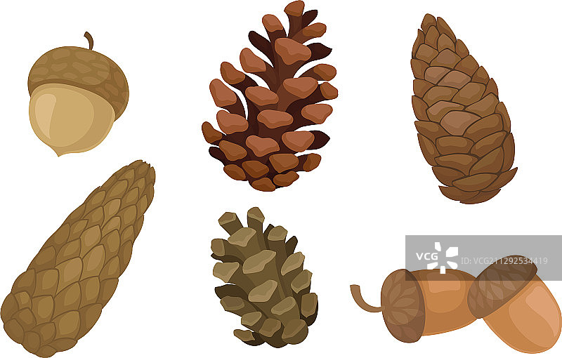 白色背景上孤立的杉树球果和橡子图片素材