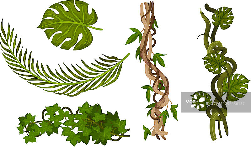 缠绕着绿色植物的扭曲野生藤蔓图片素材