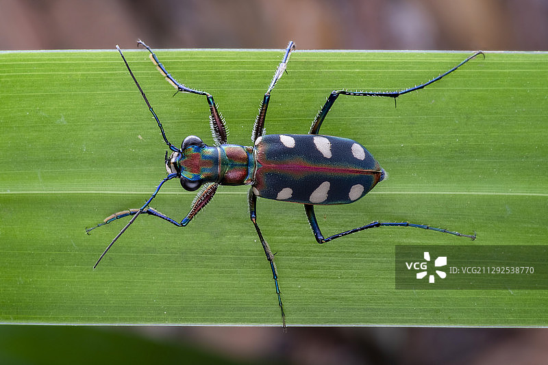 虎甲-tiger beetle图片素材