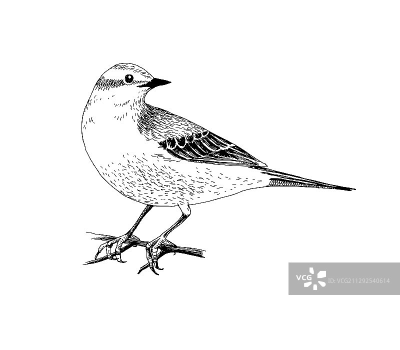 手绘黄鹡鸰图片素材