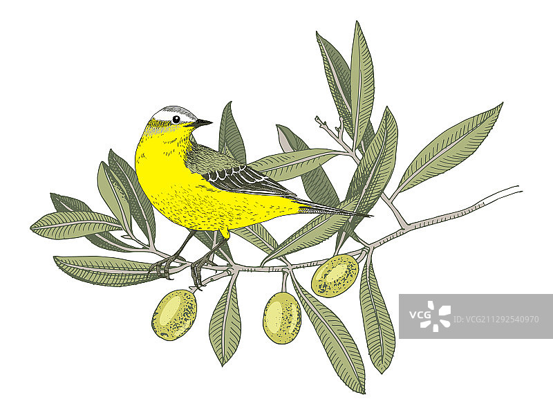 手绘黄鹡鸰站在橄榄枝上图片素材