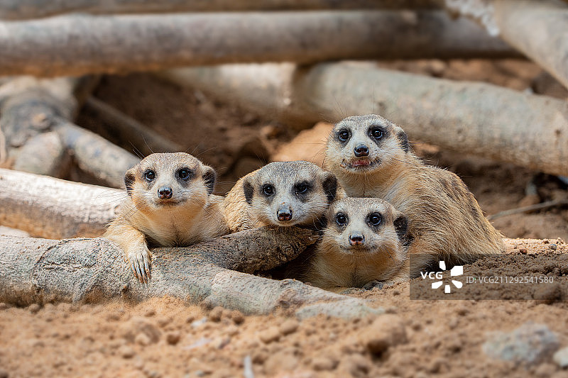 萌宠~细尾獴图片素材