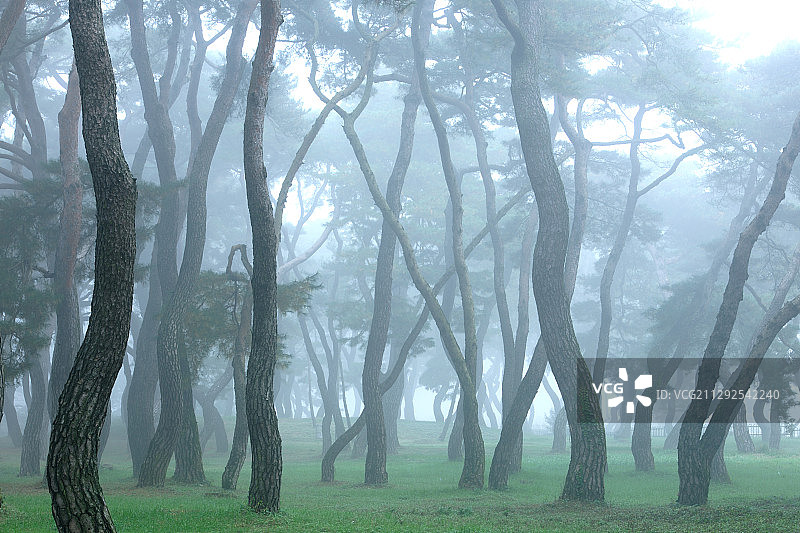 韩国醴泉雾天的松树森林图片素材