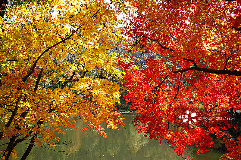 色彩鲜艳的枫树图片素材