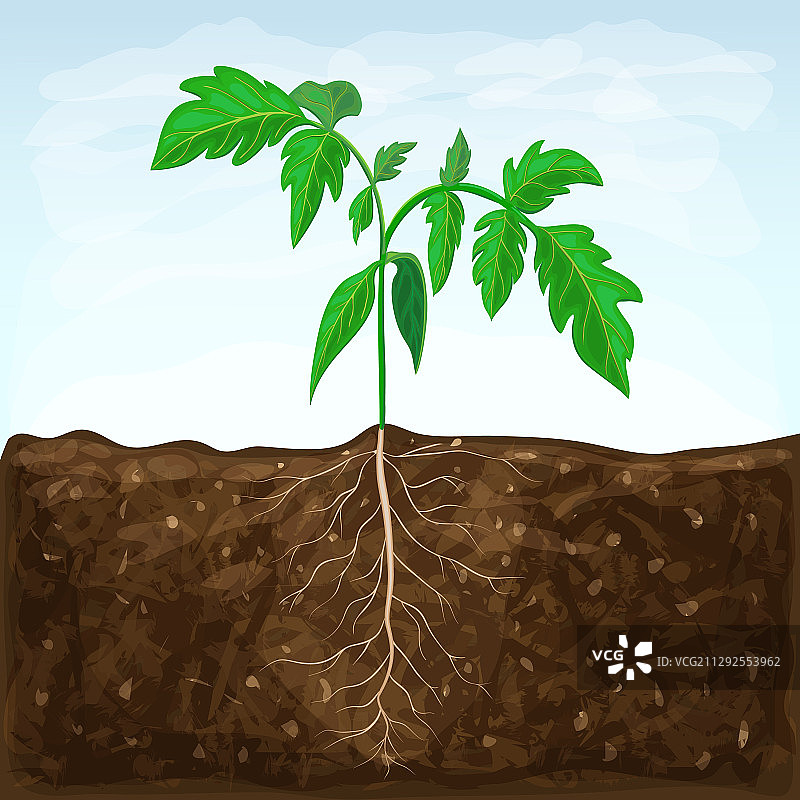 沃土中生长的幼苗蔬菜图片素材