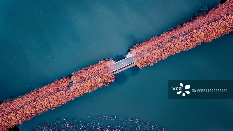 武汉东湖的秋天航拍图片素材