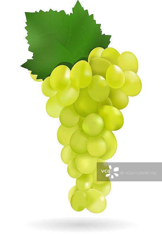 白葡萄图片素材