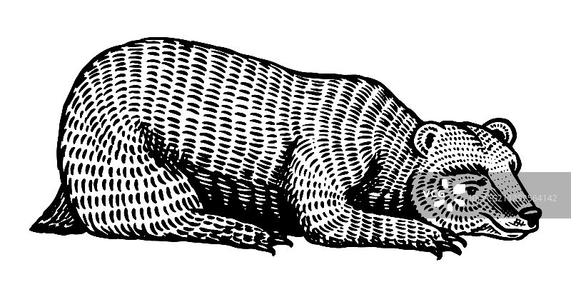 棕色野生动物灰熊正在休息图片素材