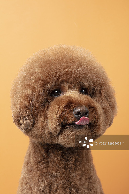 橙色背景中吐舌头的棕色贵宾犬幼犬的影棚照图片素材