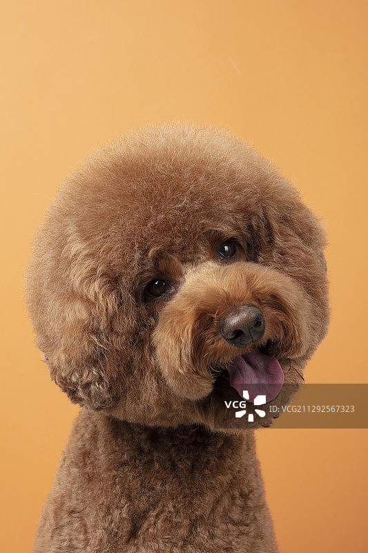 橙色背景中吐舌头的棕色贵宾犬幼犬的影棚照图片素材