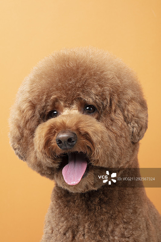橙色背景中吐舌头的棕色贵宾犬幼犬的影棚照图片素材