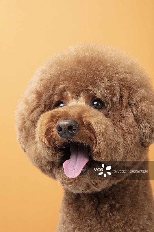 橙色背景中吐舌头的棕色贵宾犬幼犬的影棚照图片素材