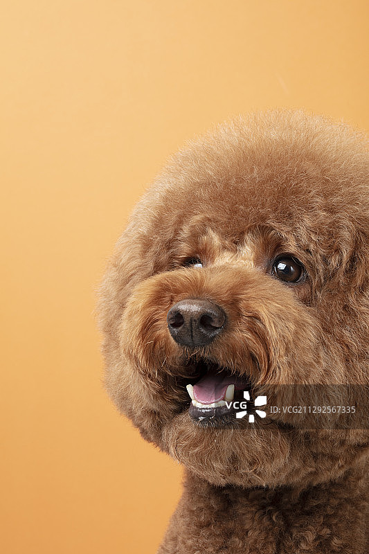橙色背景中张着嘴的棕色贵宾犬幼犬摄影棚拍摄图片素材