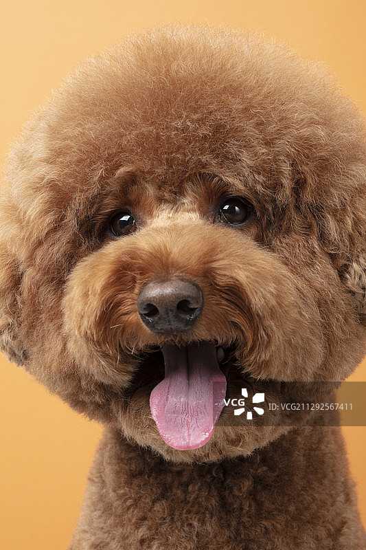 橙色背景中吐舌头的棕色贵宾犬幼犬的影棚照图片素材