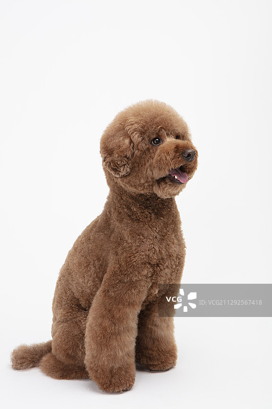 贵宾犬幼犬坐着吐舌头的侧面影棚拍摄，白色背景图片素材