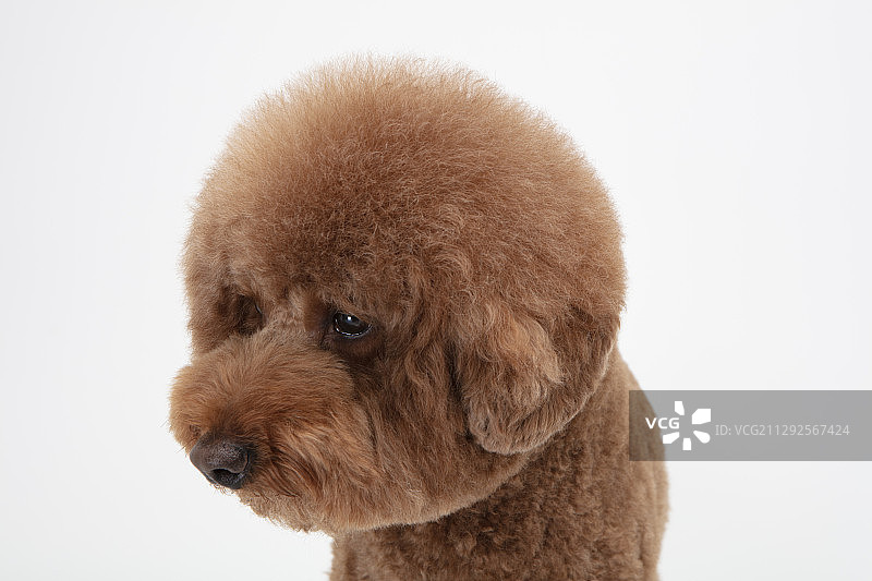 白色背景下向下看的棕色贵宾犬幼犬的影棚照片图片素材