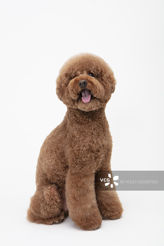 影棚拍摄：白色背景中坐着吐舌的棕色贵宾犬幼崽图片素材