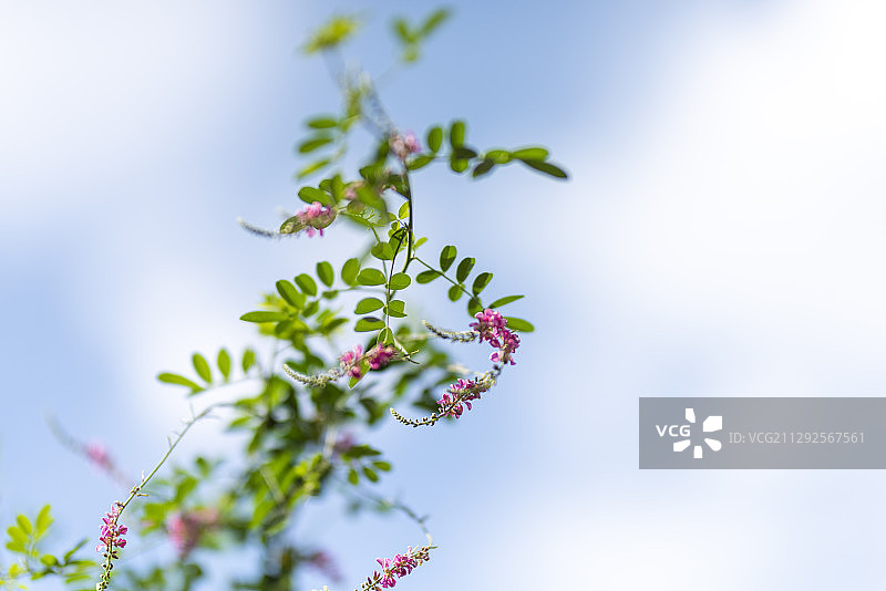 夏季户外靛蓝摄影图片素材