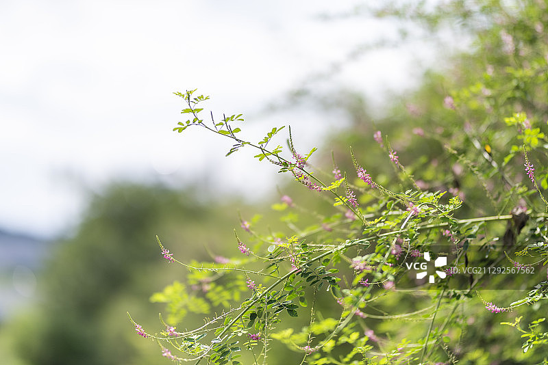 夏季户外靛蓝摄影图片素材