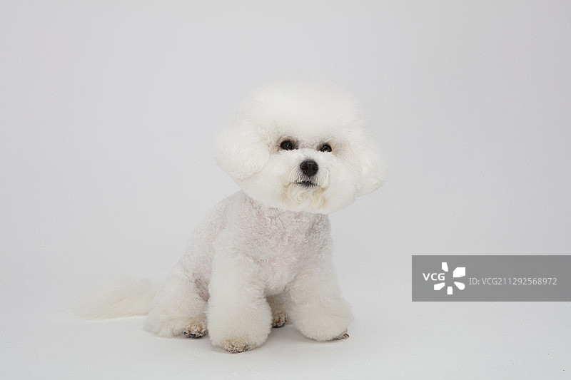 比熊犬幼犬坐着棚拍，白色背景图片素材