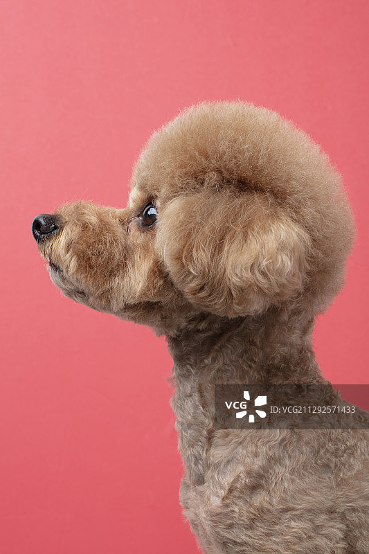 粉色背景中看向一侧的贵宾犬幼犬摄影棚照片图片素材