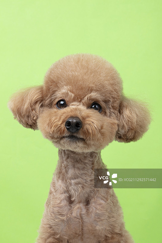 绿色背景下的贵宾犬幼犬的影棚照片图片素材