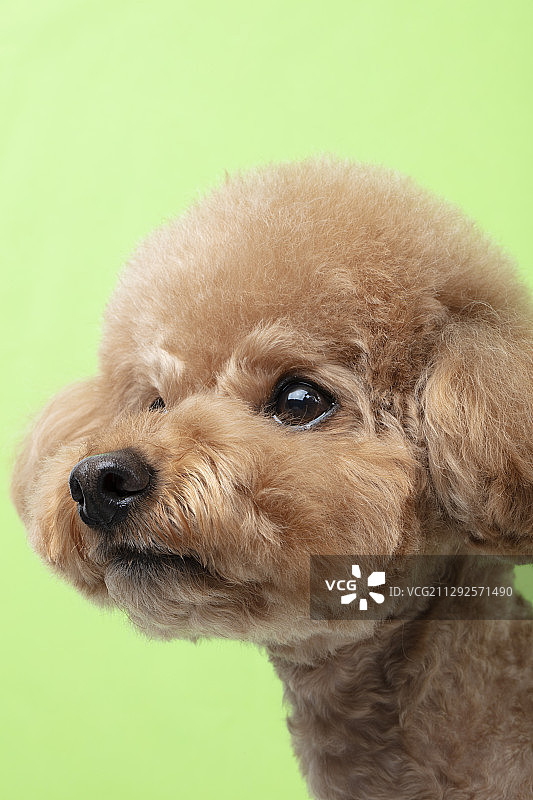 绿色背景下的贵宾犬幼犬的影棚照片图片素材