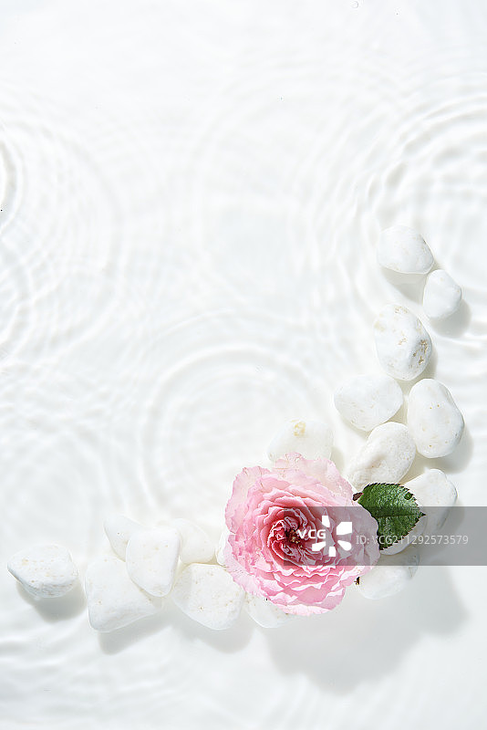 水中粉色玫瑰与白色鹅卵石摄影图片素材