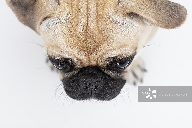 白色背景下，高角度拍摄的哈巴狗幼犬面部特写图片素材