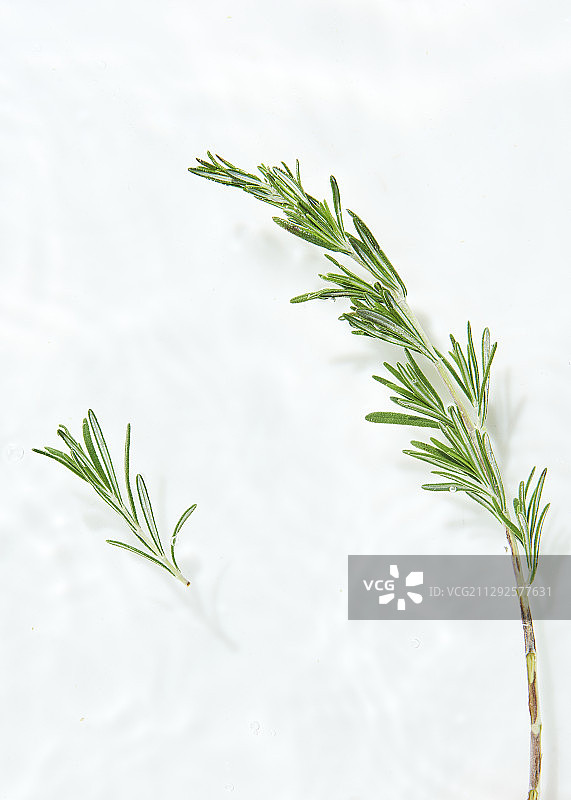 水中迷迭香叶摄影图片素材