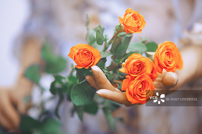 手捧玫瑰花的女人图片素材