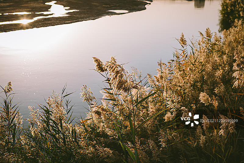 喀什河边的芦苇图片素材