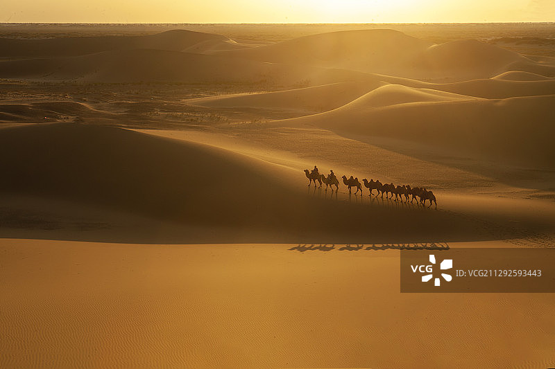 阳光沙漠驼队图片素材