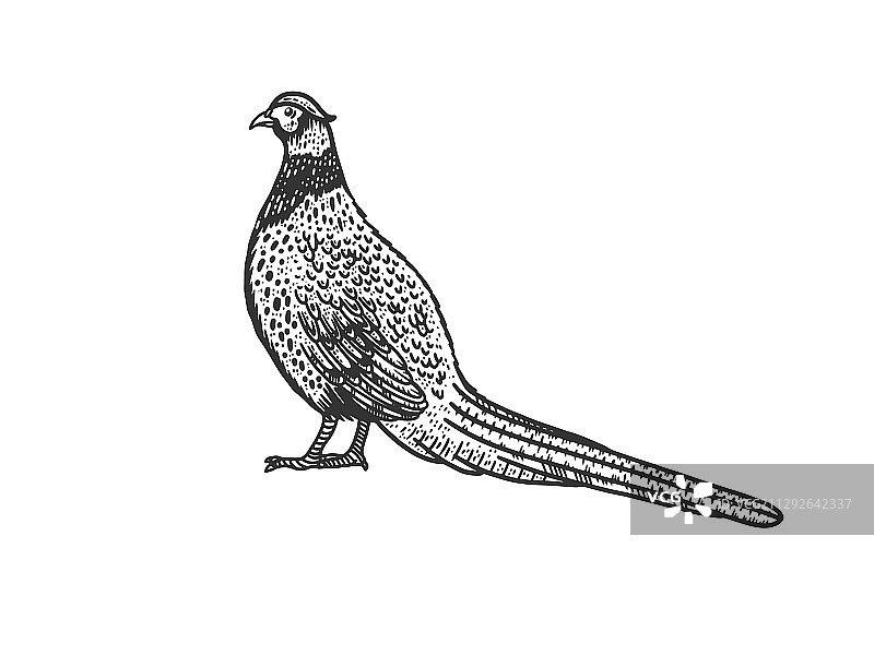 普通野鸡鸟素描图片素材