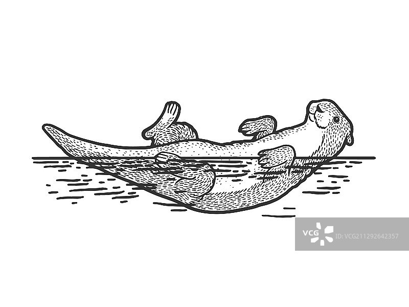 水獭仰泳素描图片素材