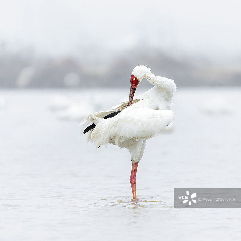 孤芳自赏图片素材