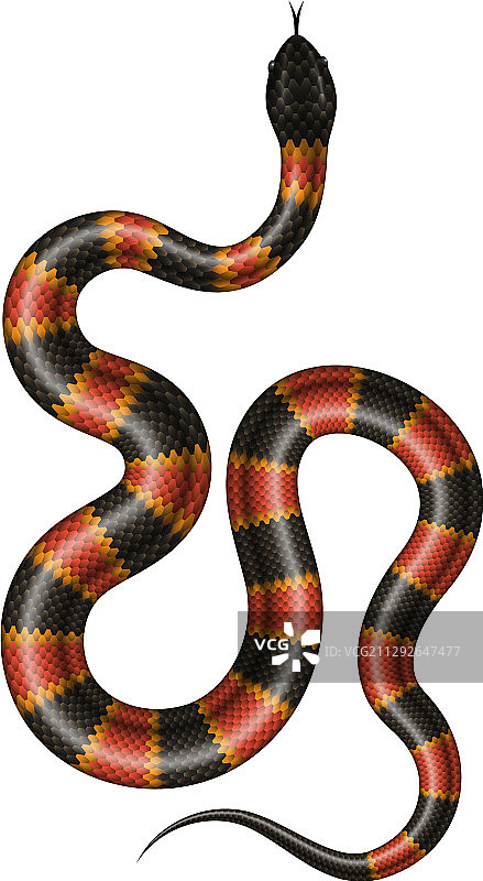 珊瑚蛇图片素材