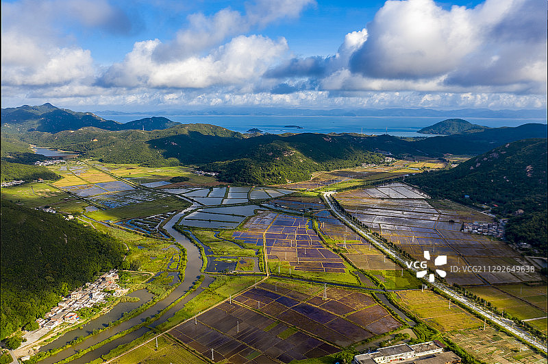 阳光下的水稻田图片素材