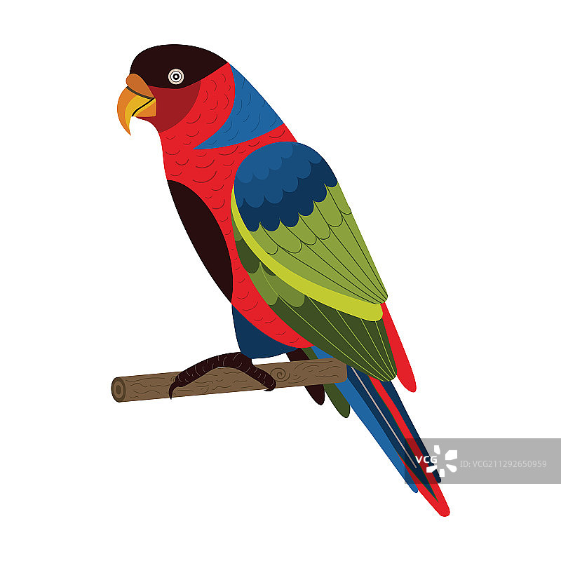 扁平风格的西部黑帽鹦鹉图片素材