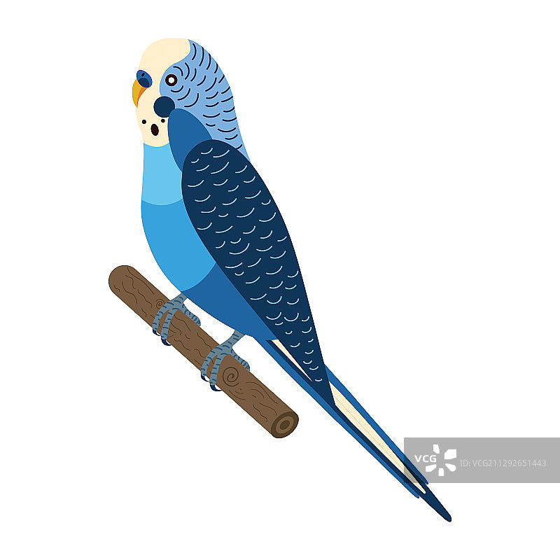 扁平风格的鹦鹉图片素材
