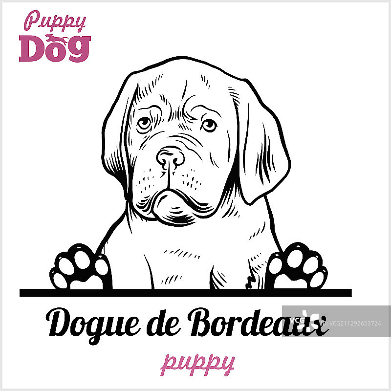 波尔多犬小狗 - 偷看的狗 - 品种图片素材