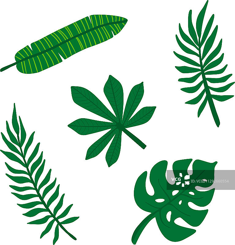 热带树叶丛林绿植棕榈套装图片素材
