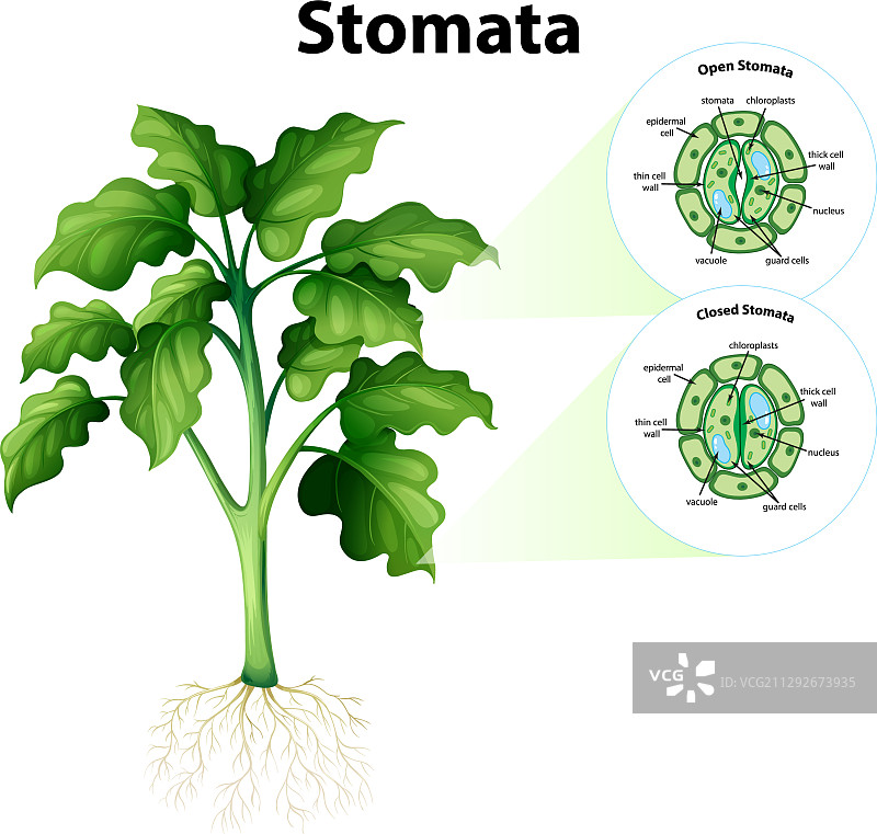 气孔结构示意图图片素材