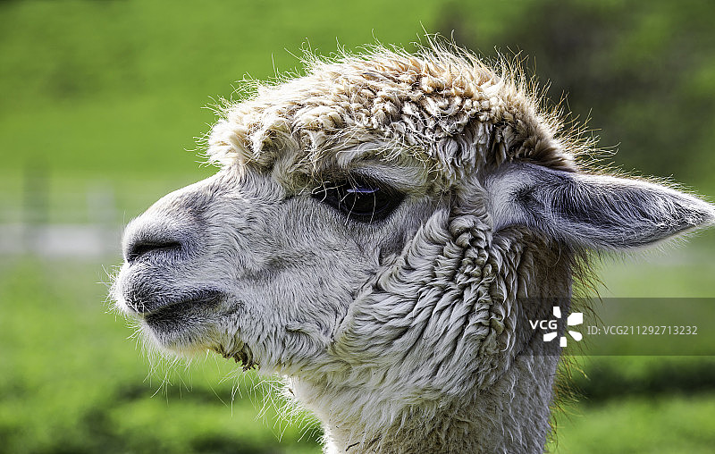 新西兰皇后镇羊驼图片素材