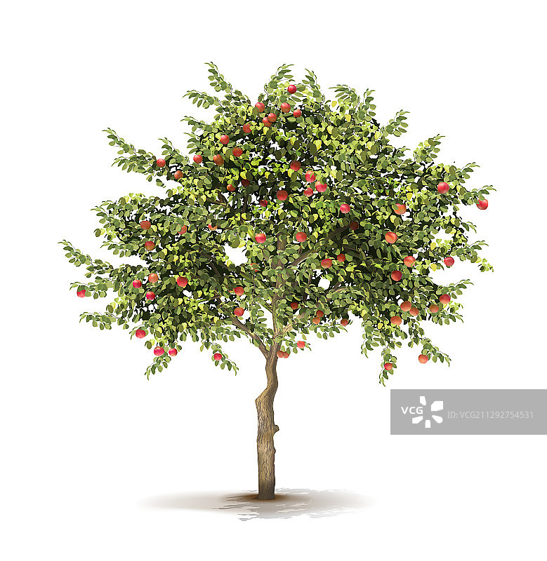 树上成熟的苹果树果实图片素材