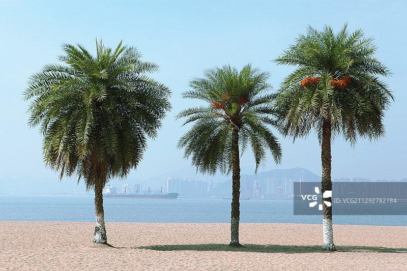 鼓浪屿沙滩边的三棵棕榈树图片素材