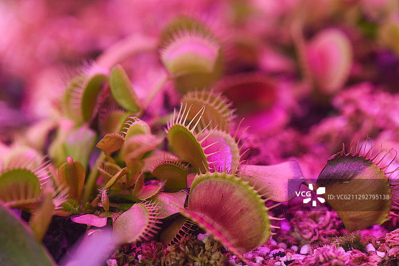 捕蝇草图片素材