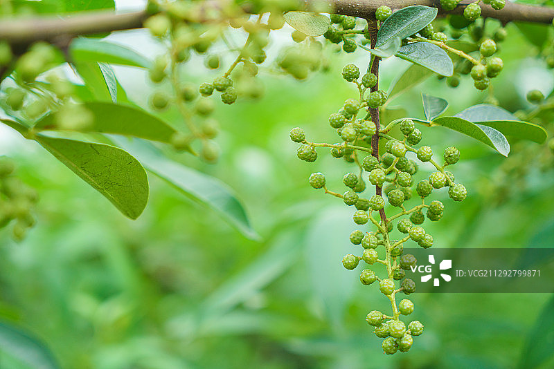 成熟待采摘的新鲜藤椒、竹叶花椒图片素材